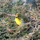 Serin à ventre blanc