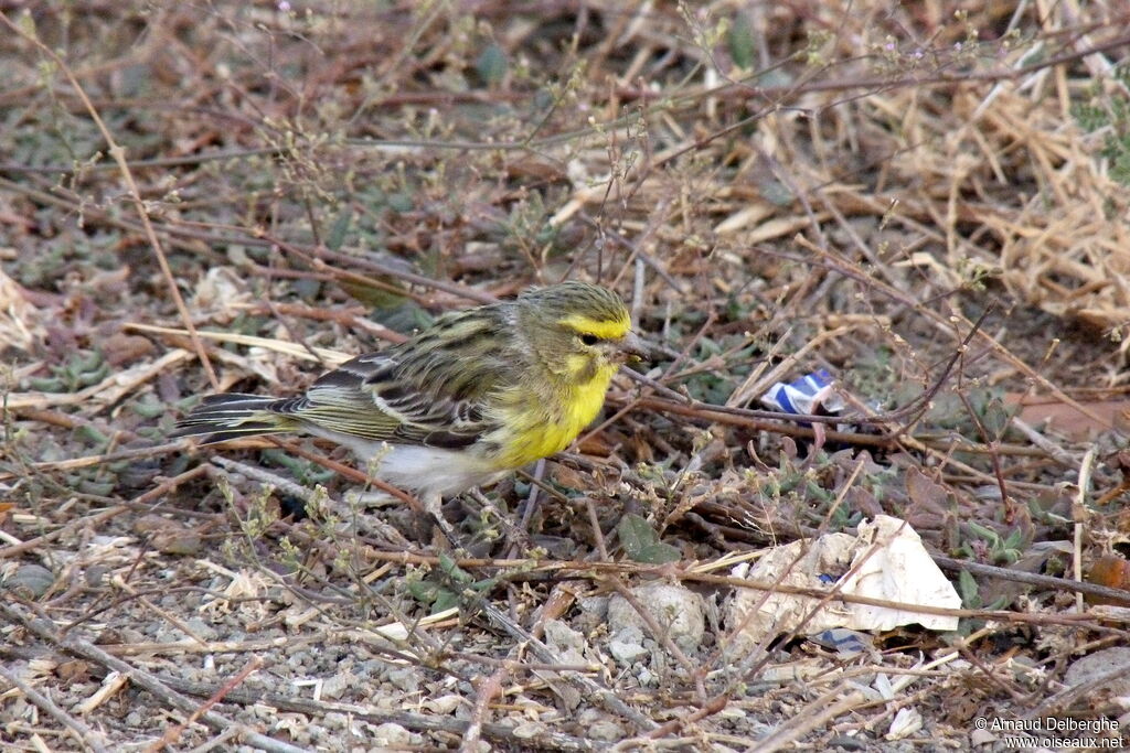 White-bellied Canary