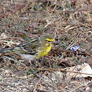 Serin à ventre blanc