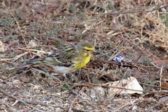 Serin à ventre blanc