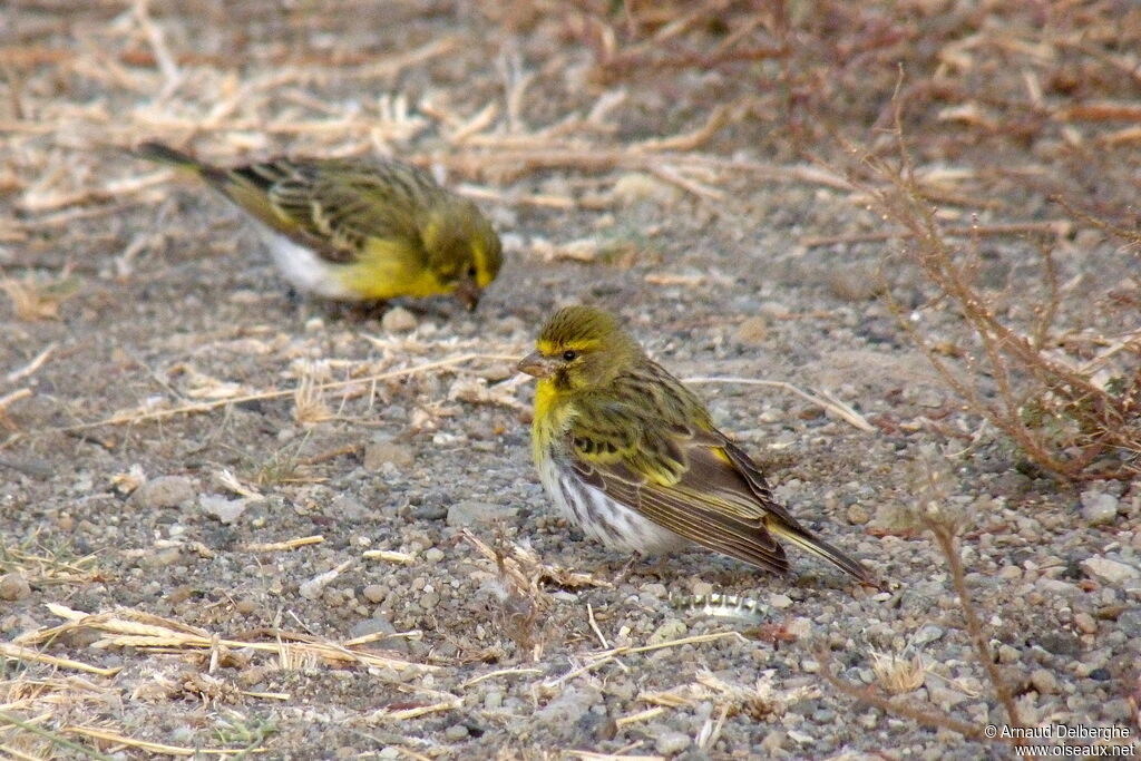 Serin à ventre blanc