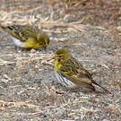 Serin à ventre blanc