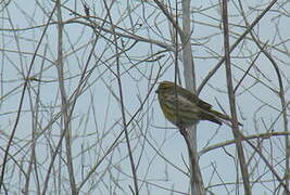 European Serin