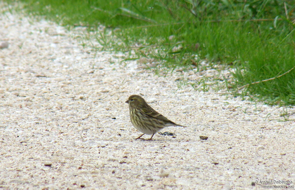 European Serin