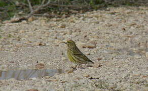 European Serin