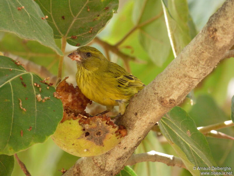 African Citril female