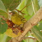 Serin d'Abyssinie