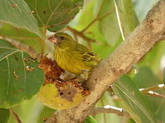 Serin d'Abyssinie