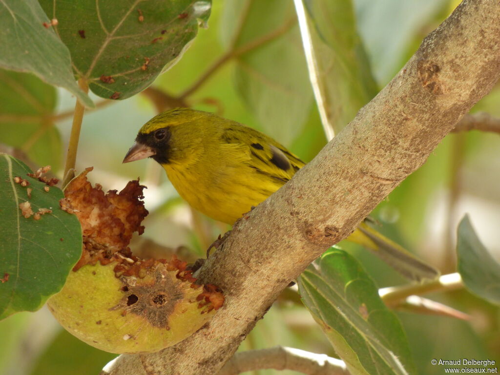 Serin d'Abyssinie mâle