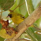 Serin d'Abyssinie