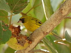 Serin d'Abyssinie