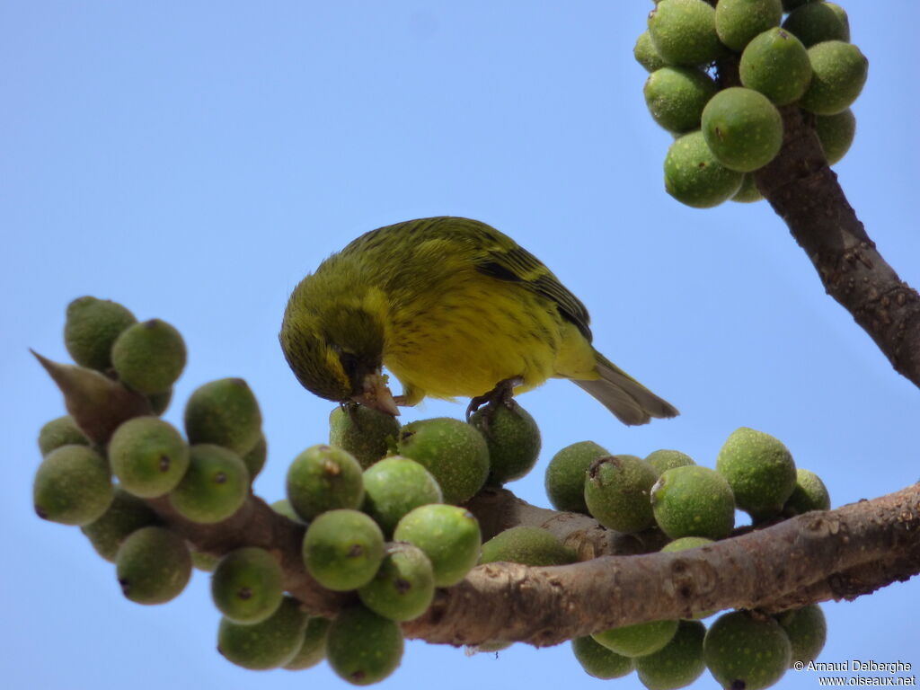 African Citril male