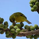 Serin d'Abyssinie