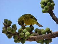 Serin d'Abyssinie