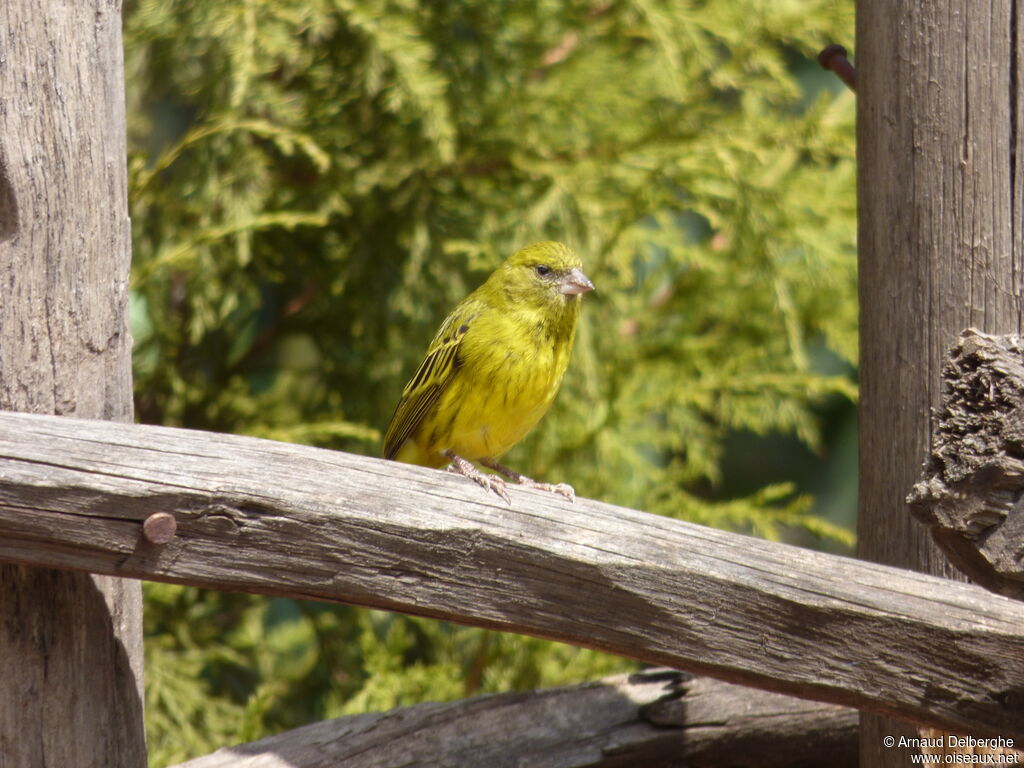 Serin d'Abyssinie femelle