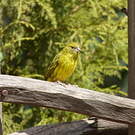 Serin d'Abyssinie