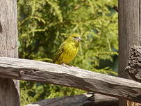 Serin d'Abyssinie