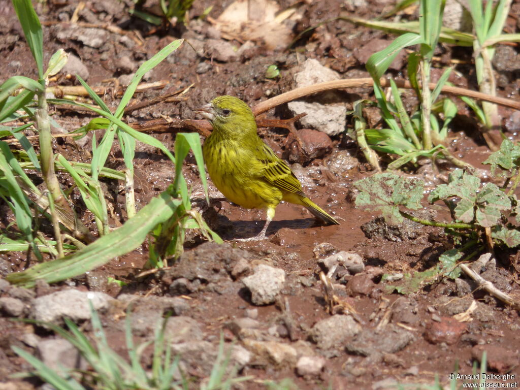 Serin d'Abyssinie femelle