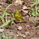 Serin d'Abyssinie