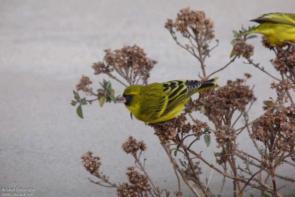 African Citril male adult, feeding habits, eats