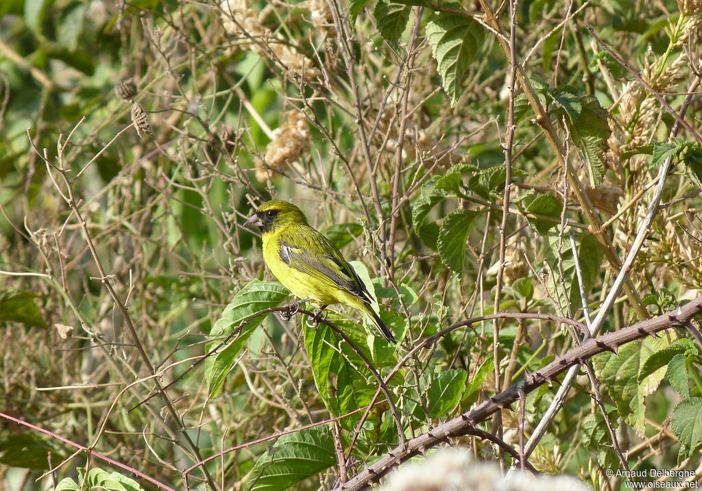 African Citril male