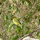 Serin d'Abyssinie