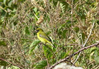 Serin d'Abyssinie