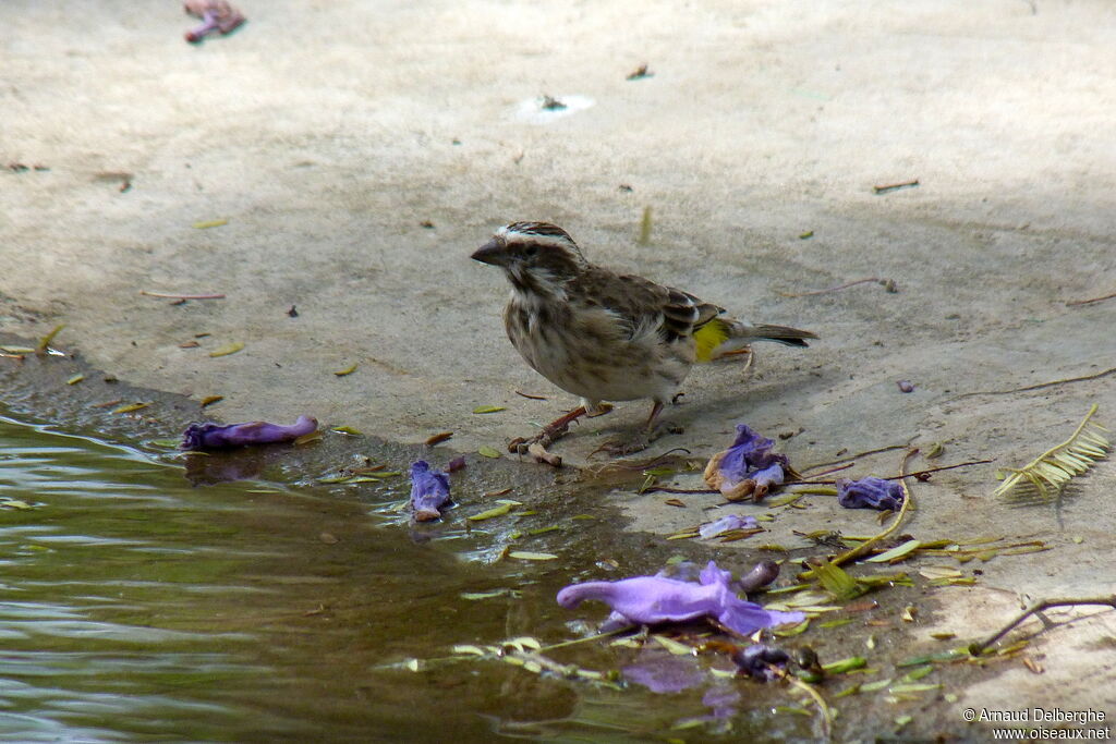 Serin de Reichenow