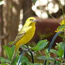 Serin de Sainte-Hélène
