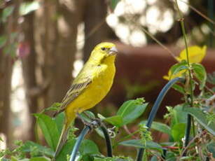 Serin de Sainte-Hélène