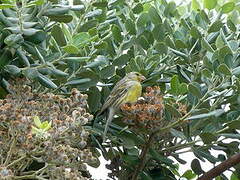 Serin des Canaries