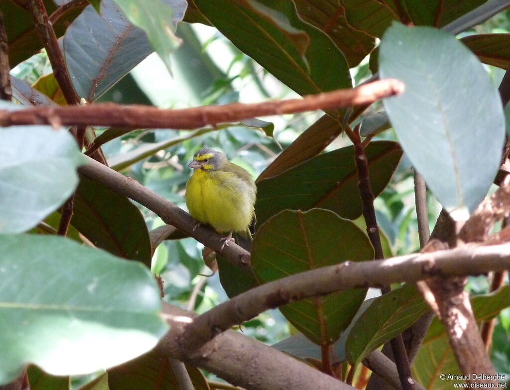 Serin du Mozambique