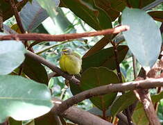 Yellow-fronted Canary