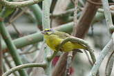 Serin du Mozambique