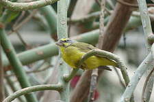 Serin du Mozambique