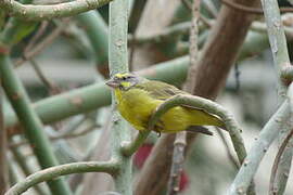 Yellow-fronted Canary