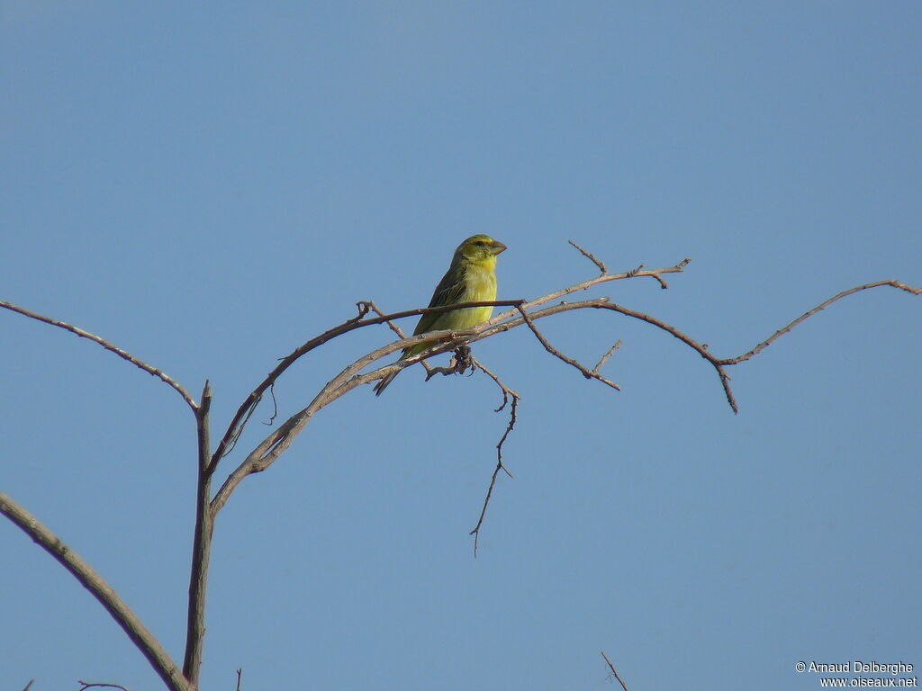 Brimstone Canary