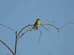 Serin soufré