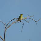 Serin soufré