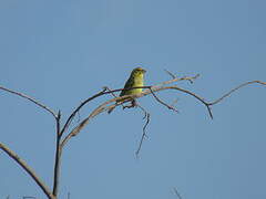 Brimstone Canary