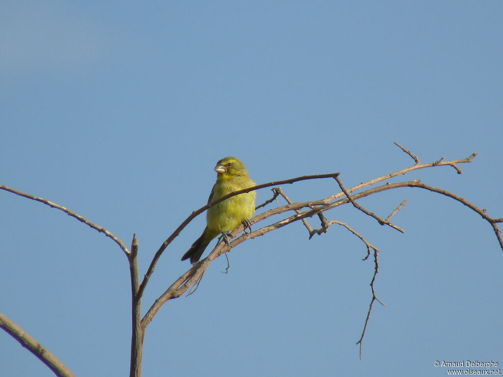 Brimstone Canary