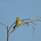 Serin soufré