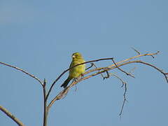 Brimstone Canary