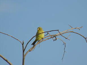 Serin soufré