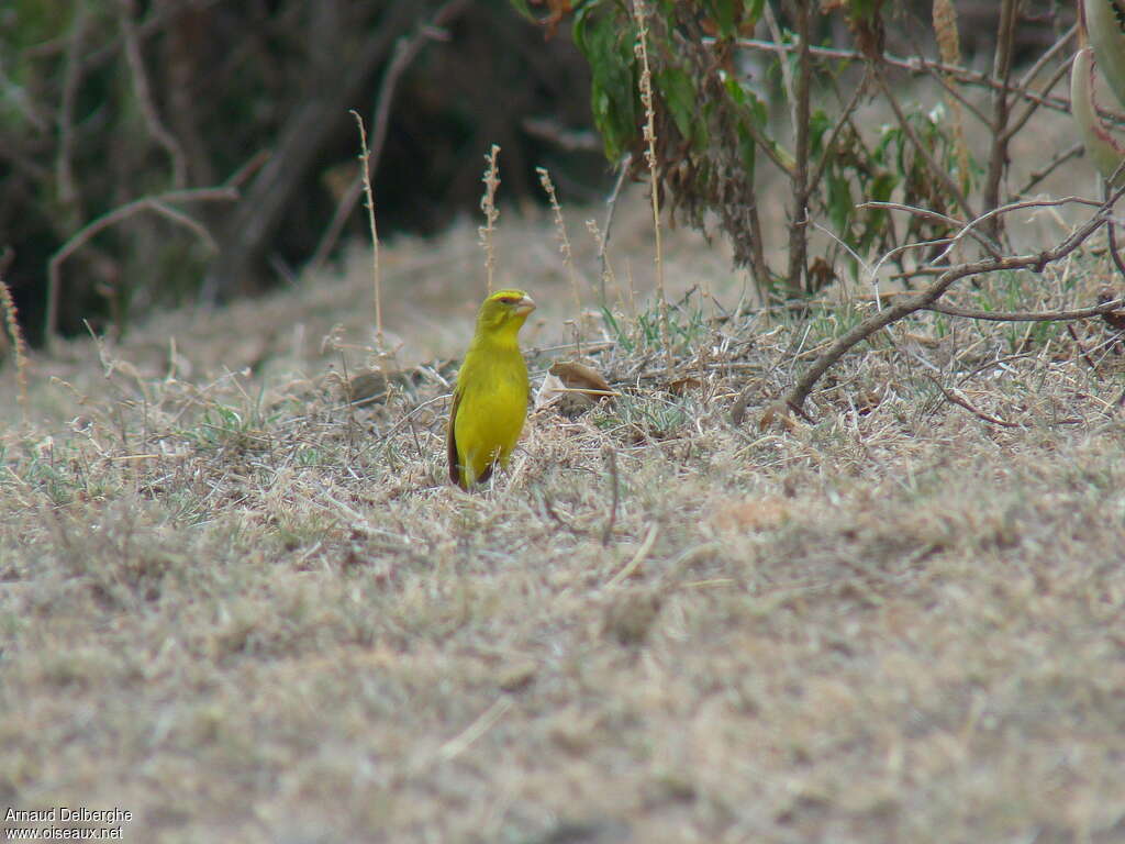 Serin soufré mâle adulte, habitat, pêche/chasse