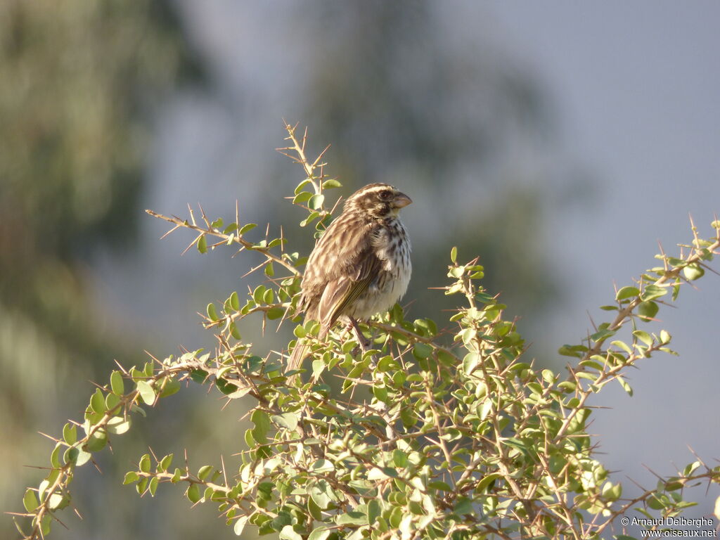 Serin strié