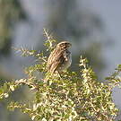 Serin strié