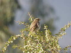 Serin strié