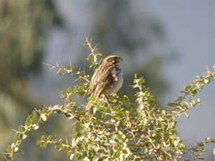 Serin strié