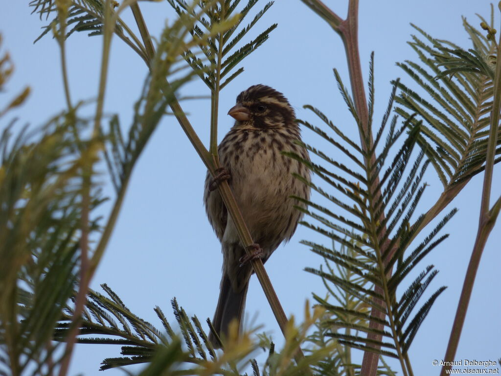 Serin strié